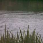 ripples_in_water